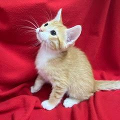 McNugget, Baby Male unknown