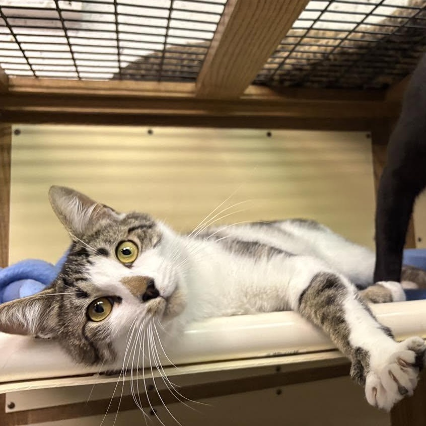 Teddy, ADOPTABLE, Young Male Domestic Short Hair.
