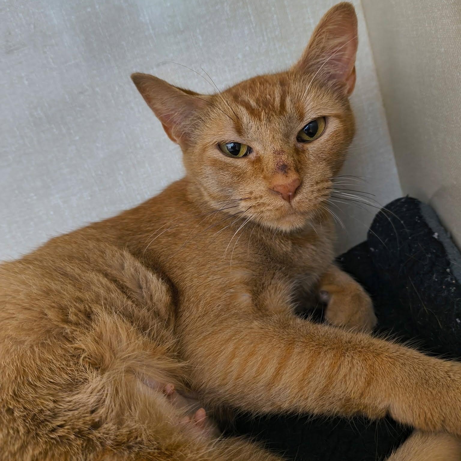 Enlarge Juju, a Adoptable Domestic Short Hair in Saint Marys, PA image 1/1