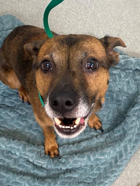 Enlarge TINKER, a Adoptable mixed breed in Fayetteville, NC image 1/1