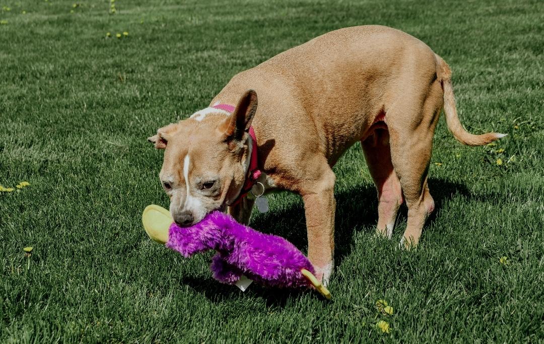 Rosie photo 4