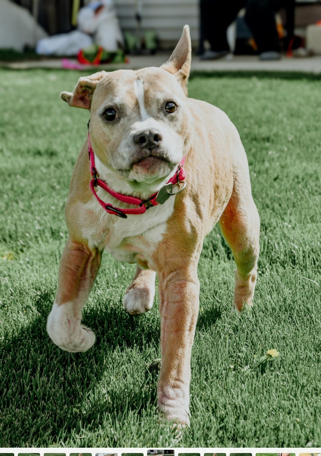 Rosie