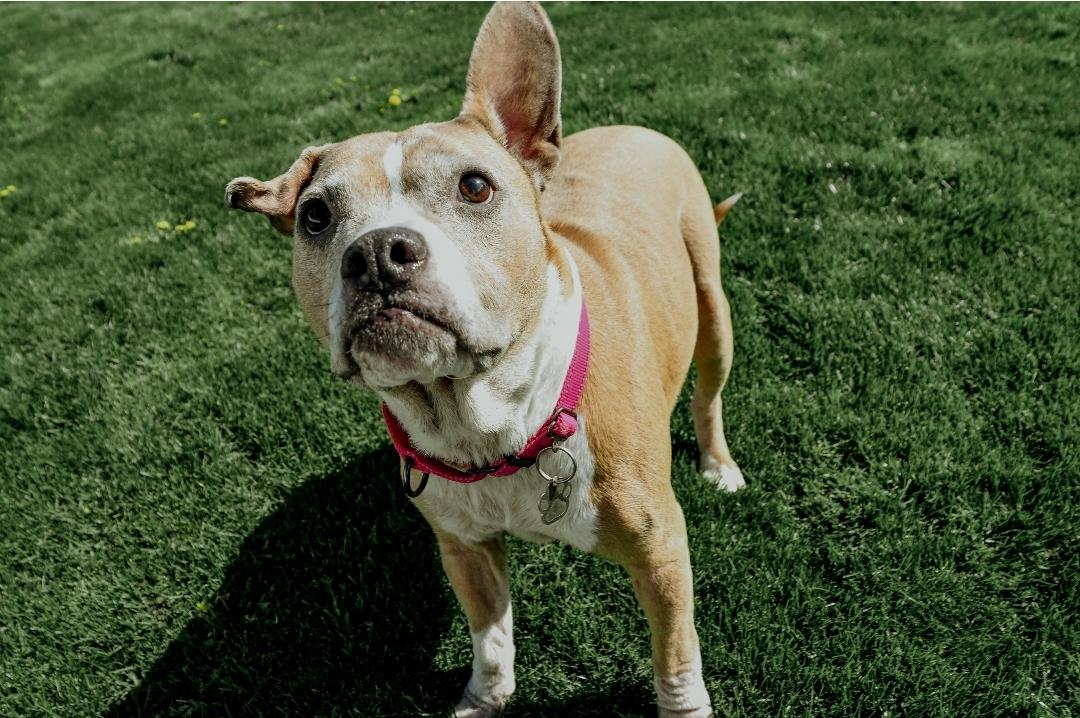 Rosie photo 2