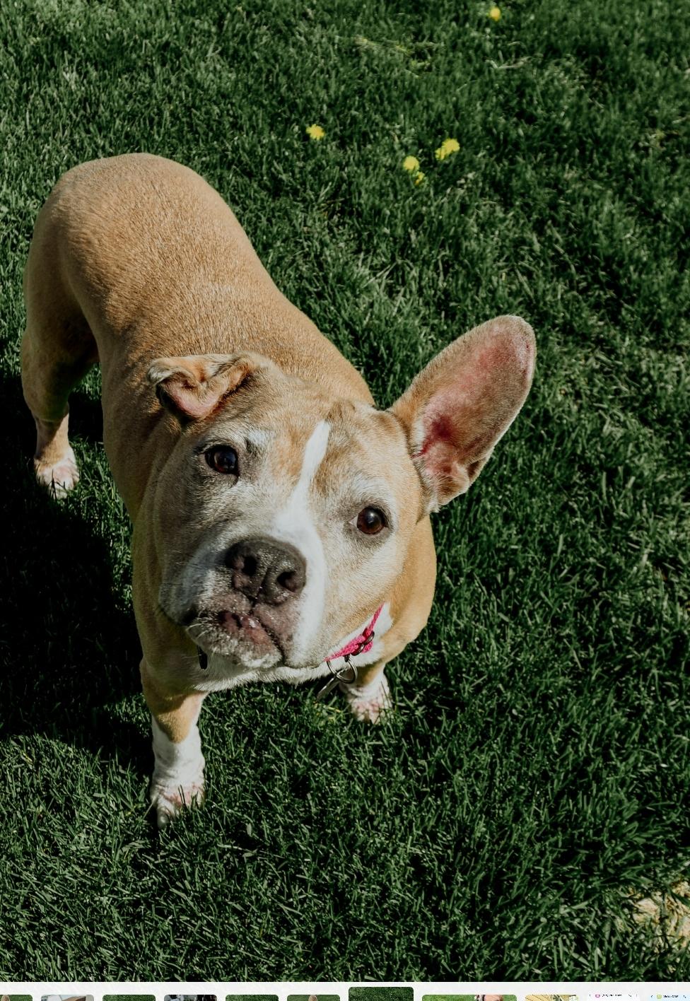 Rosie photo 3
