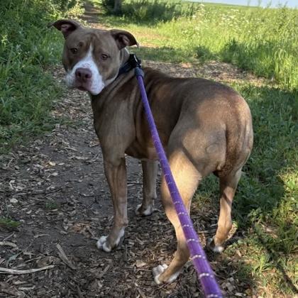 Willow, Adoptable, Young Female Mixed Breed.