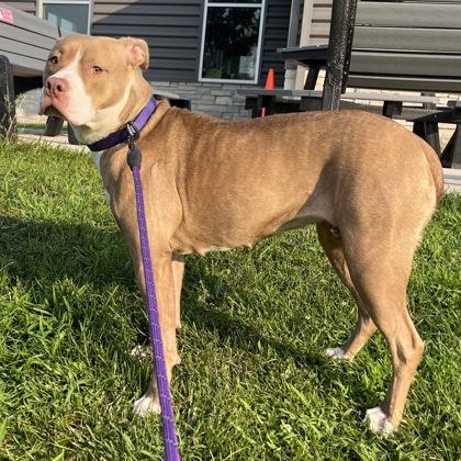 Enlarge Willow, a Adoptable Mixed Breed in Janesville, WI image 2/3