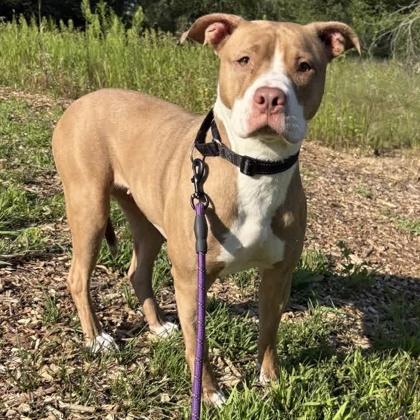 Enlarge Willow, a Adoptable Mixed Breed in Janesville, WI image 3/3