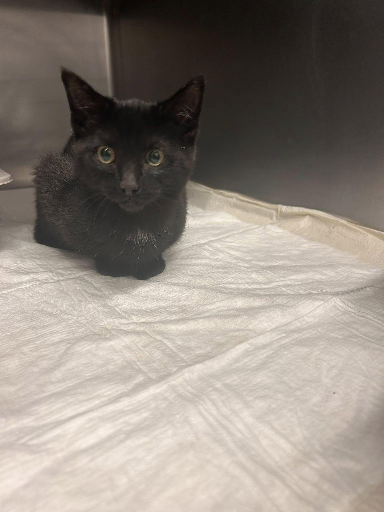 Enlarge Ash, a ADOPTABLE Domestic Short Hair in Germanton, NC image 1/1