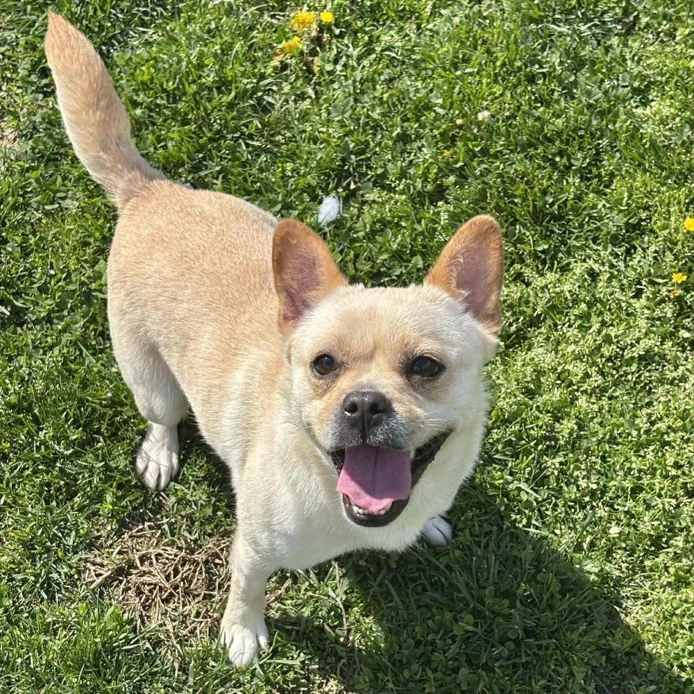 Enlarge Kiki, an adopted mixed breed in Godfrey, IL image 4/6