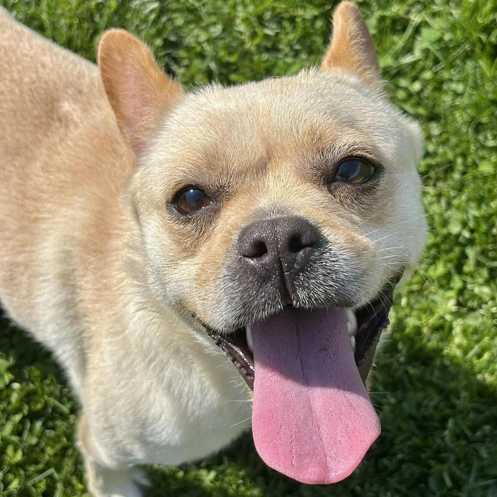 Enlarge Kiki, an adopted mixed breed in Godfrey, IL image 6/6