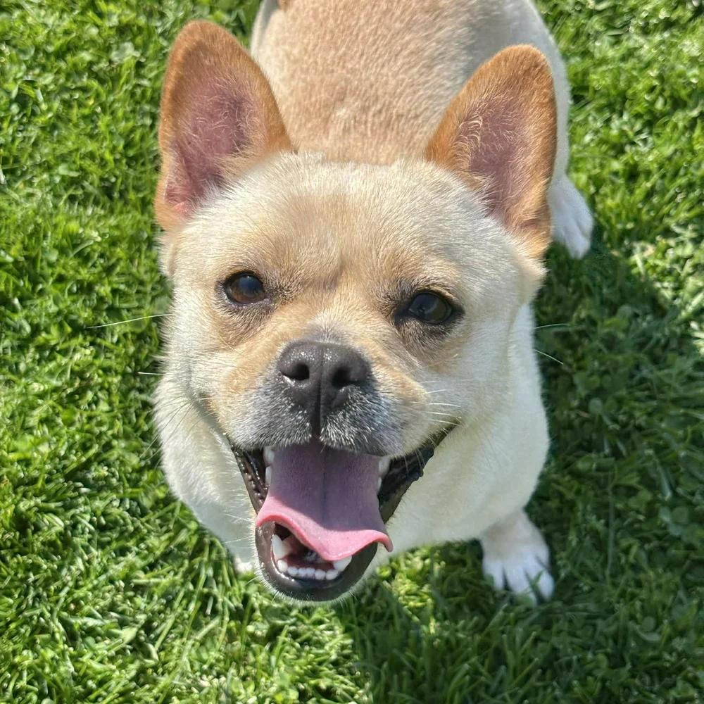 Enlarge Kiki, an adopted mixed breed in Godfrey, IL image 1/6
