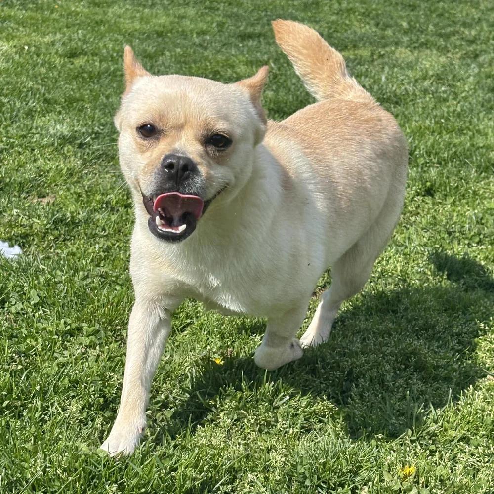 Enlarge Kiki, an adopted mixed breed in Godfrey, IL image 5/6