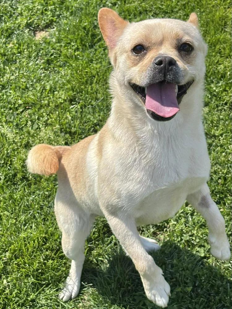 Enlarge Kiki, an adopted mixed breed in Godfrey, IL image 3/6