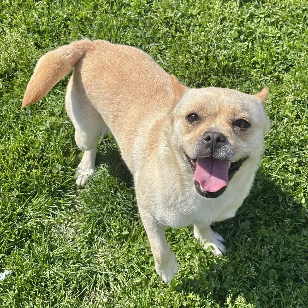 Enlarge Kiki, an adopted mixed breed in Godfrey, IL image 2/6