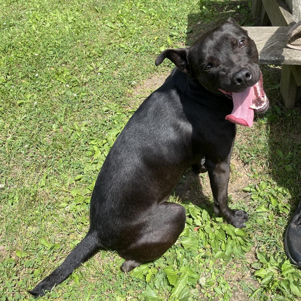 Lane, a Adoptable Mixed Breed in South Haven, MI image 1/6