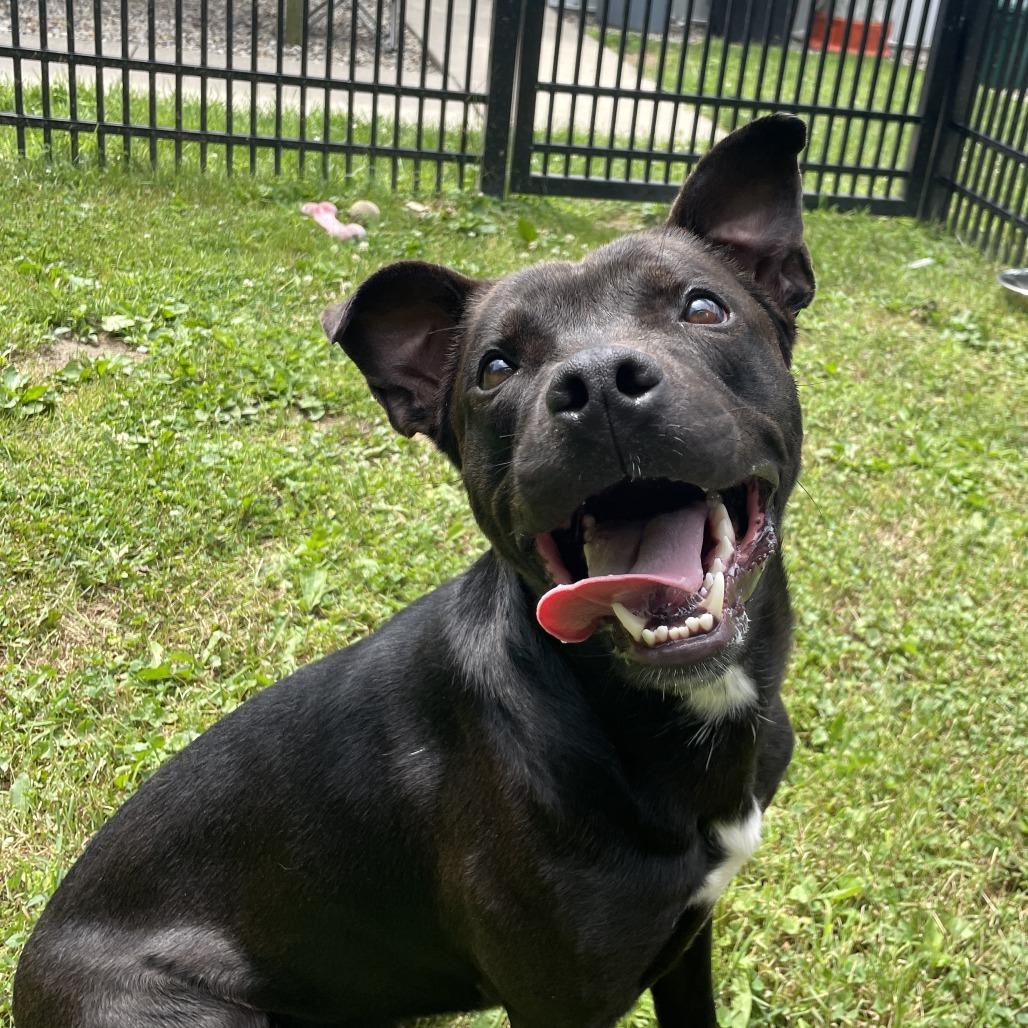 Lane, a Adoptable Mixed Breed in South Haven, MI image 1/6
