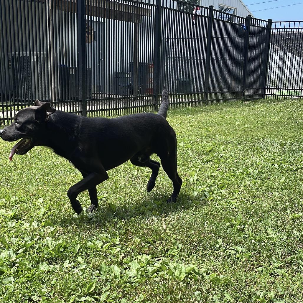 Lane, a Adoptable Mixed Breed in South Haven, MI image 3/6