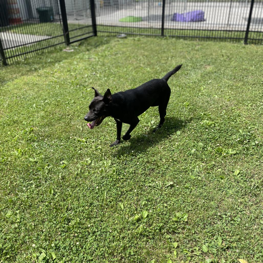 Lane, a Adoptable Mixed Breed in South Haven, MI image 4/6