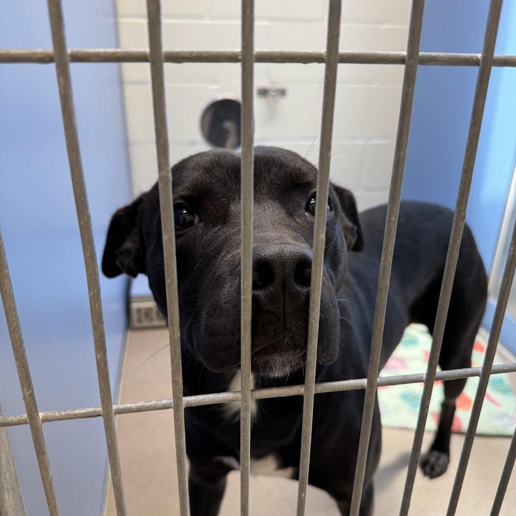 Lane, a Adoptable Mixed Breed in South Haven, MI image 6/6