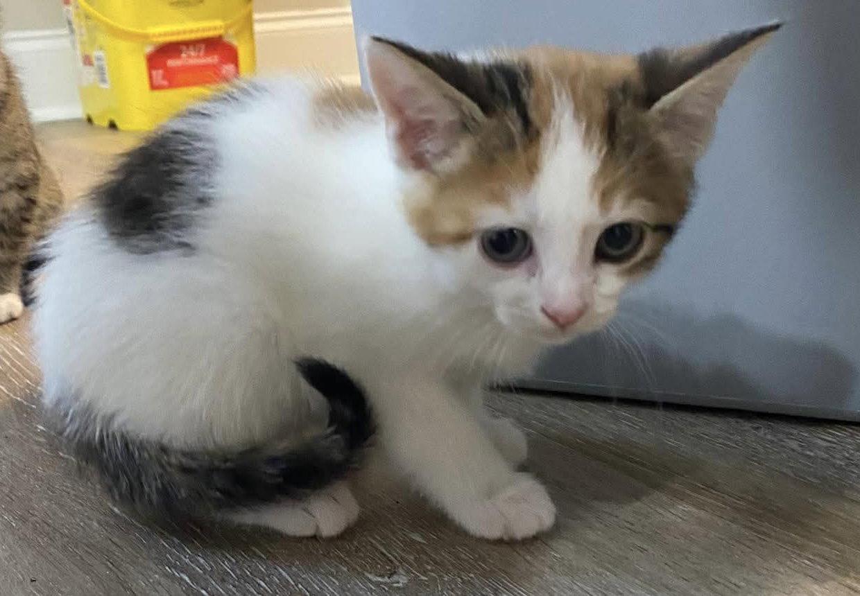 Enlarge Chuney, a Adopted Domestic Short Hair in Oakboro , NC image 1/2