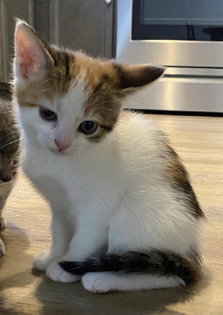 Enlarge Chuney, a Adopted Domestic Short Hair in Oakboro , NC image 2/2
