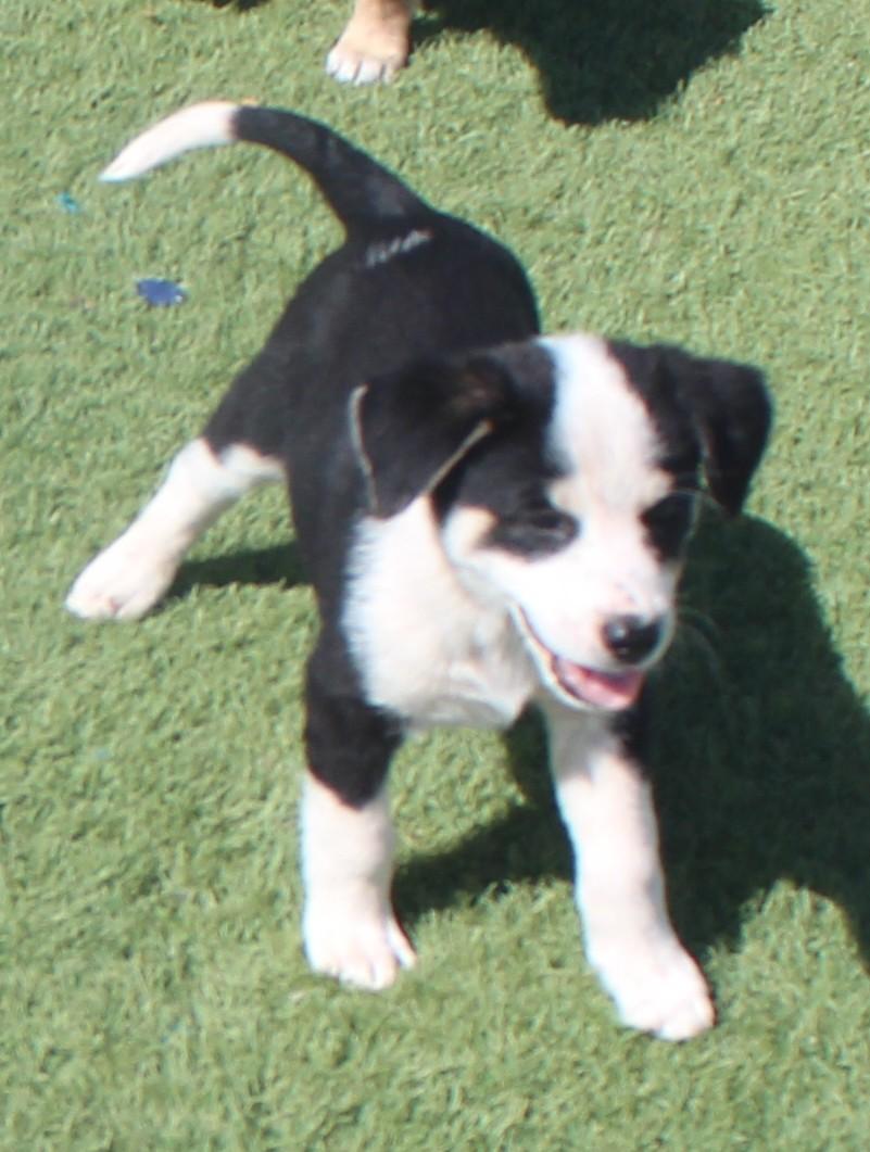 Enlarge BAKER, a ADOPTABLE mixed breed in Wasco, CA image 3/5