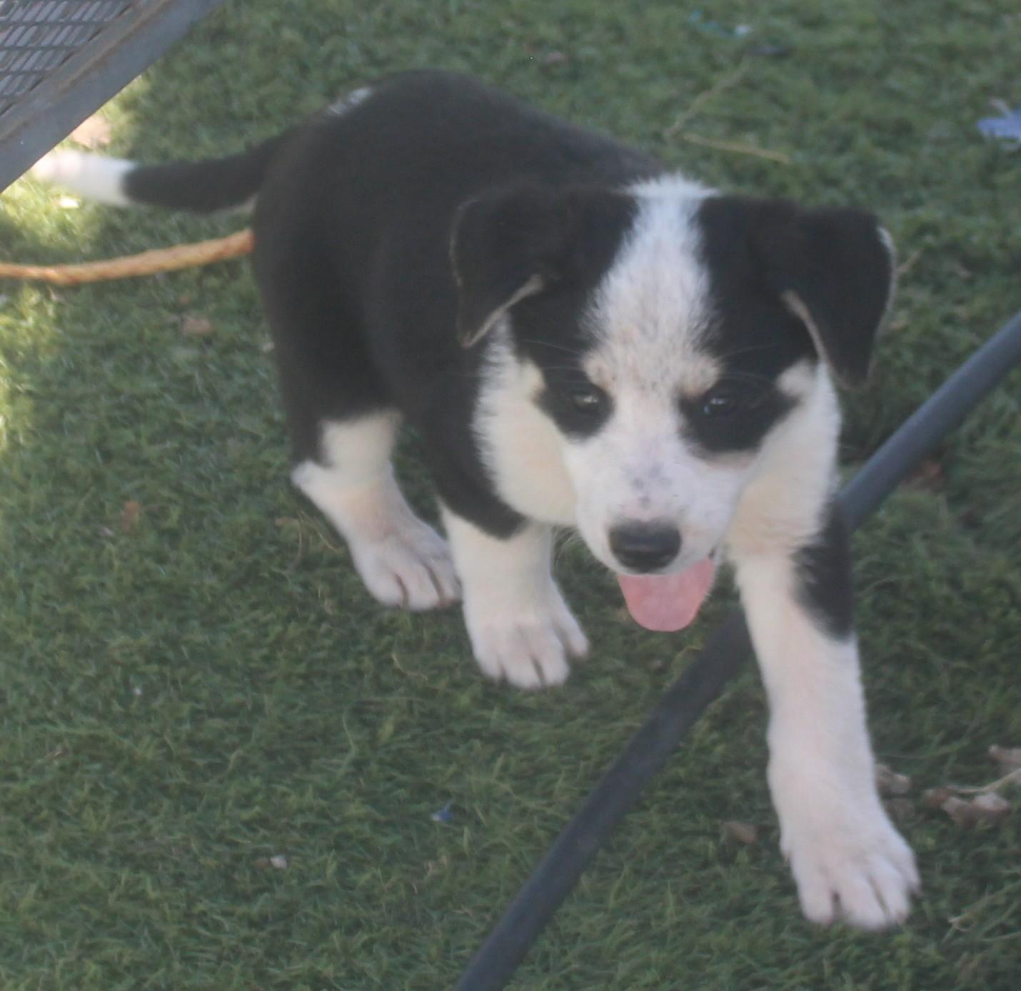 Enlarge BAKER, a ADOPTABLE mixed breed in Wasco, CA image 4/5
