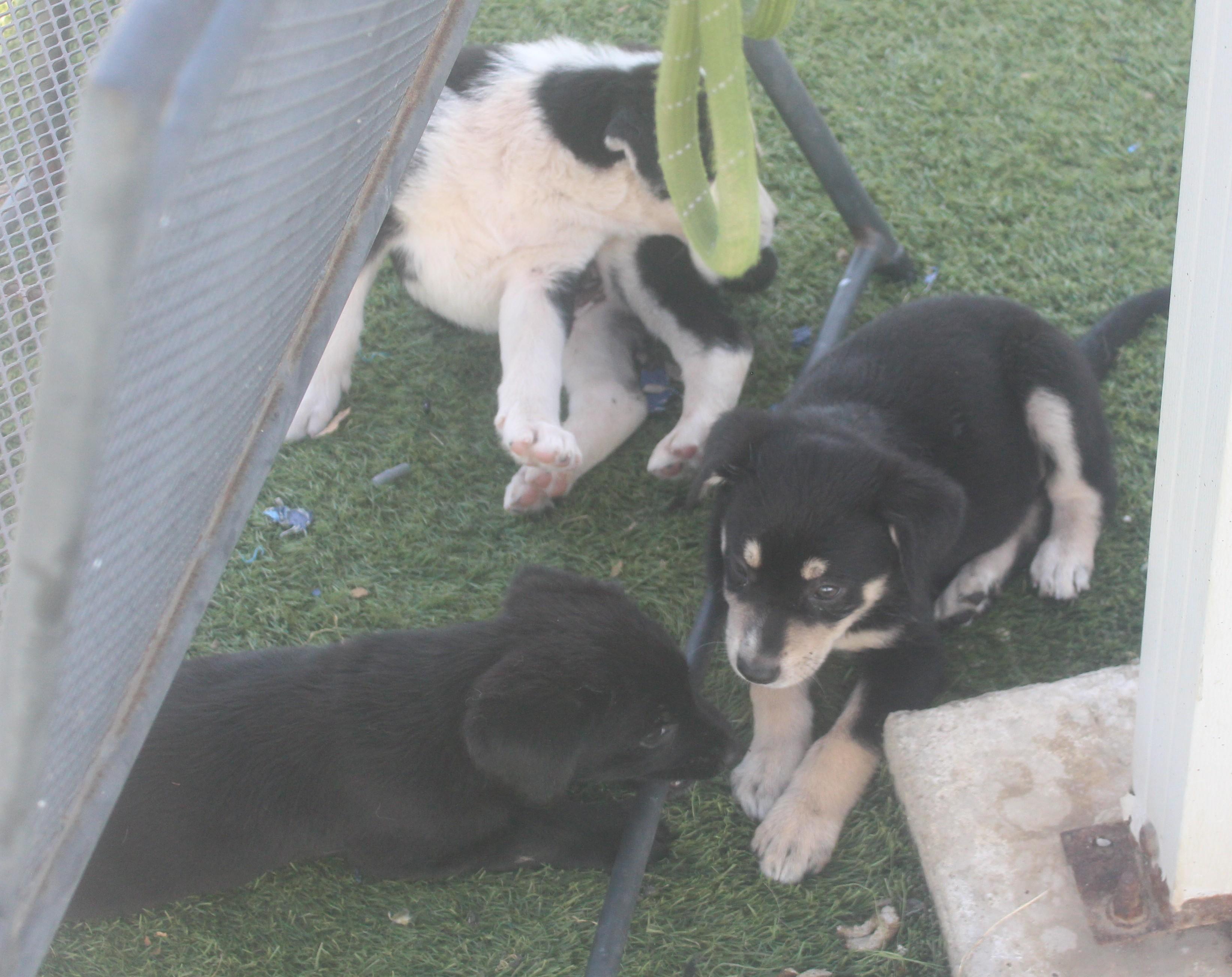 Enlarge BAKER, a ADOPTABLE mixed breed in Wasco, CA image 2/5