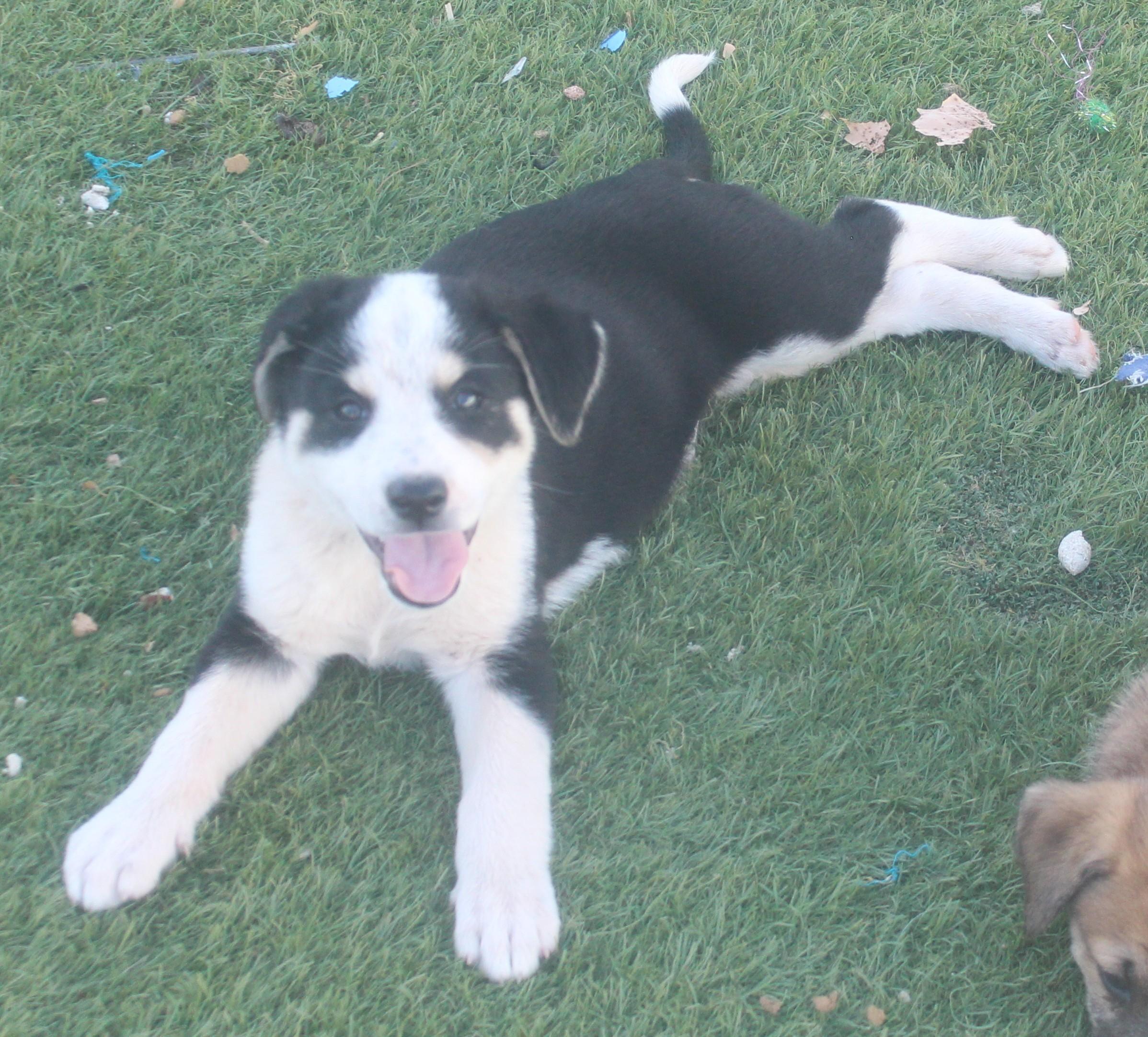 BAKER, ADOPTABLE, Young Male Border Collie.