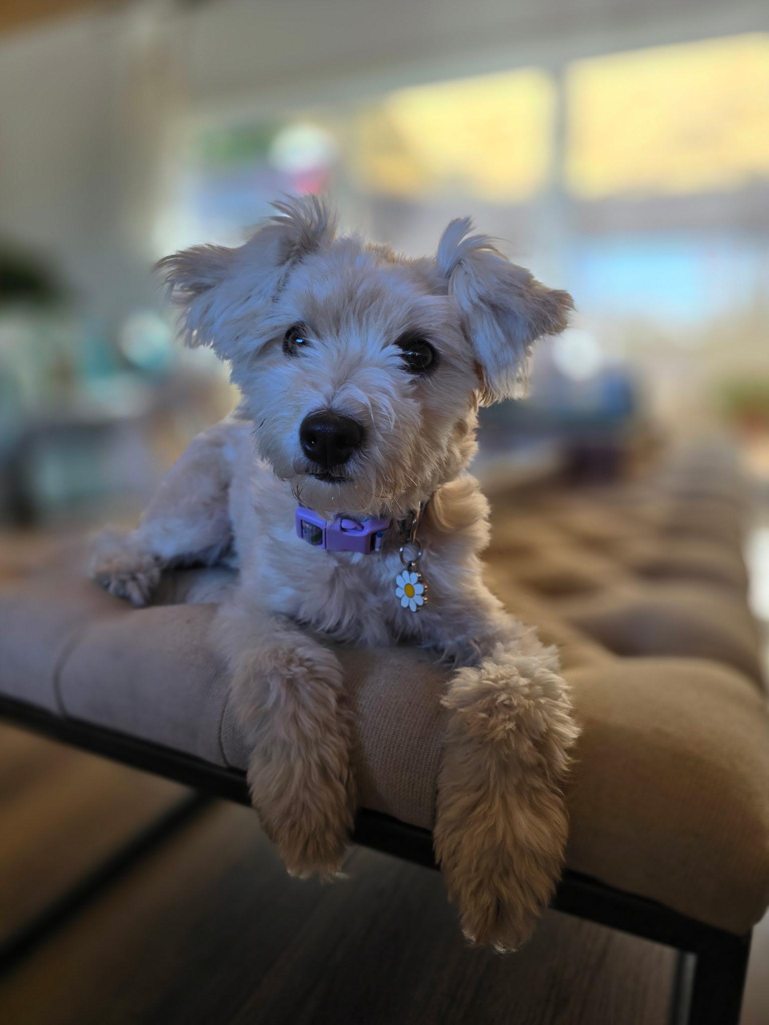 Enlarge Daisy, an adopted Maltipoo in Covina, CA image 1/4