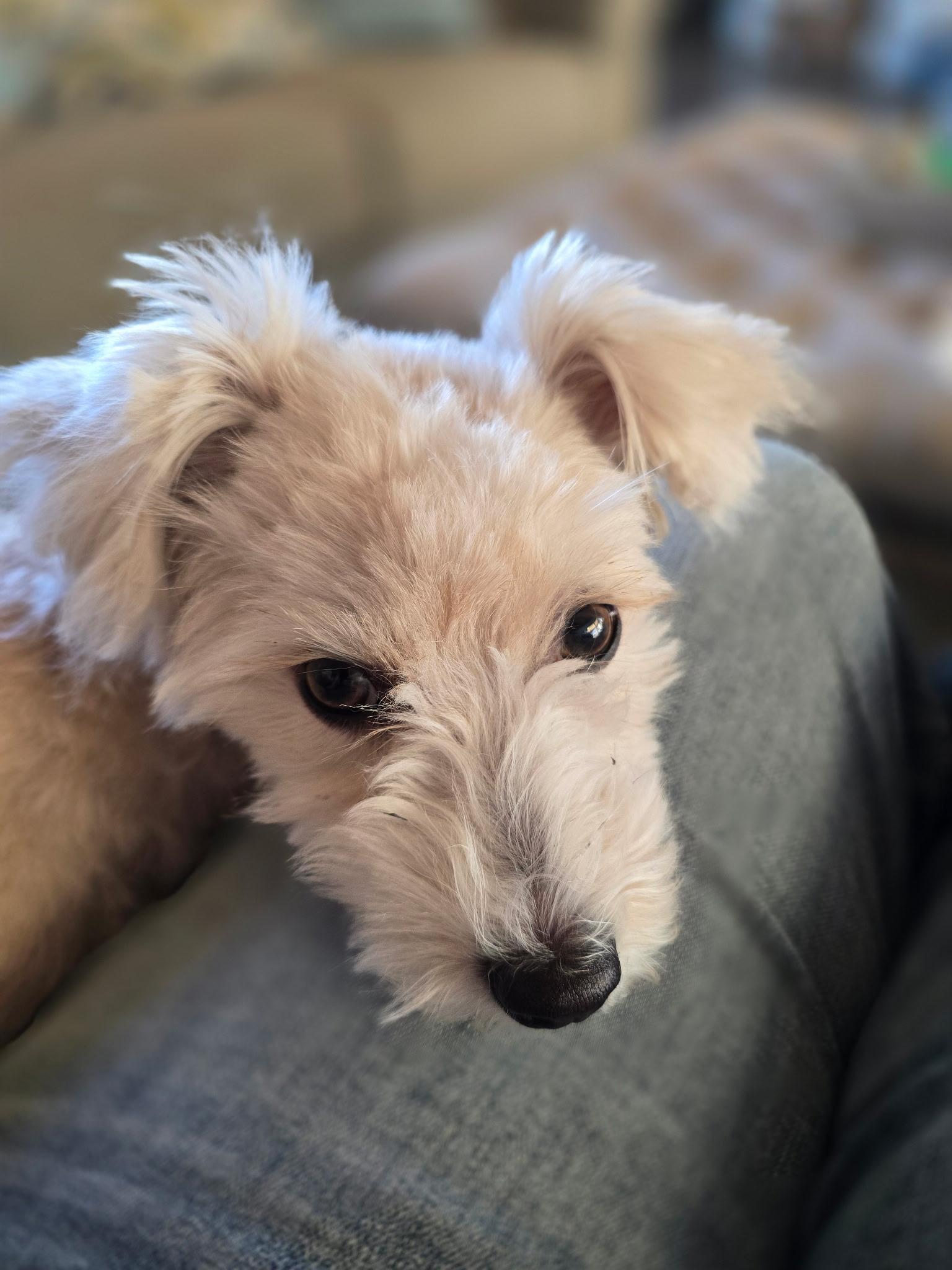 Enlarge Daisy, an adopted Maltipoo in Covina, CA image 3/4