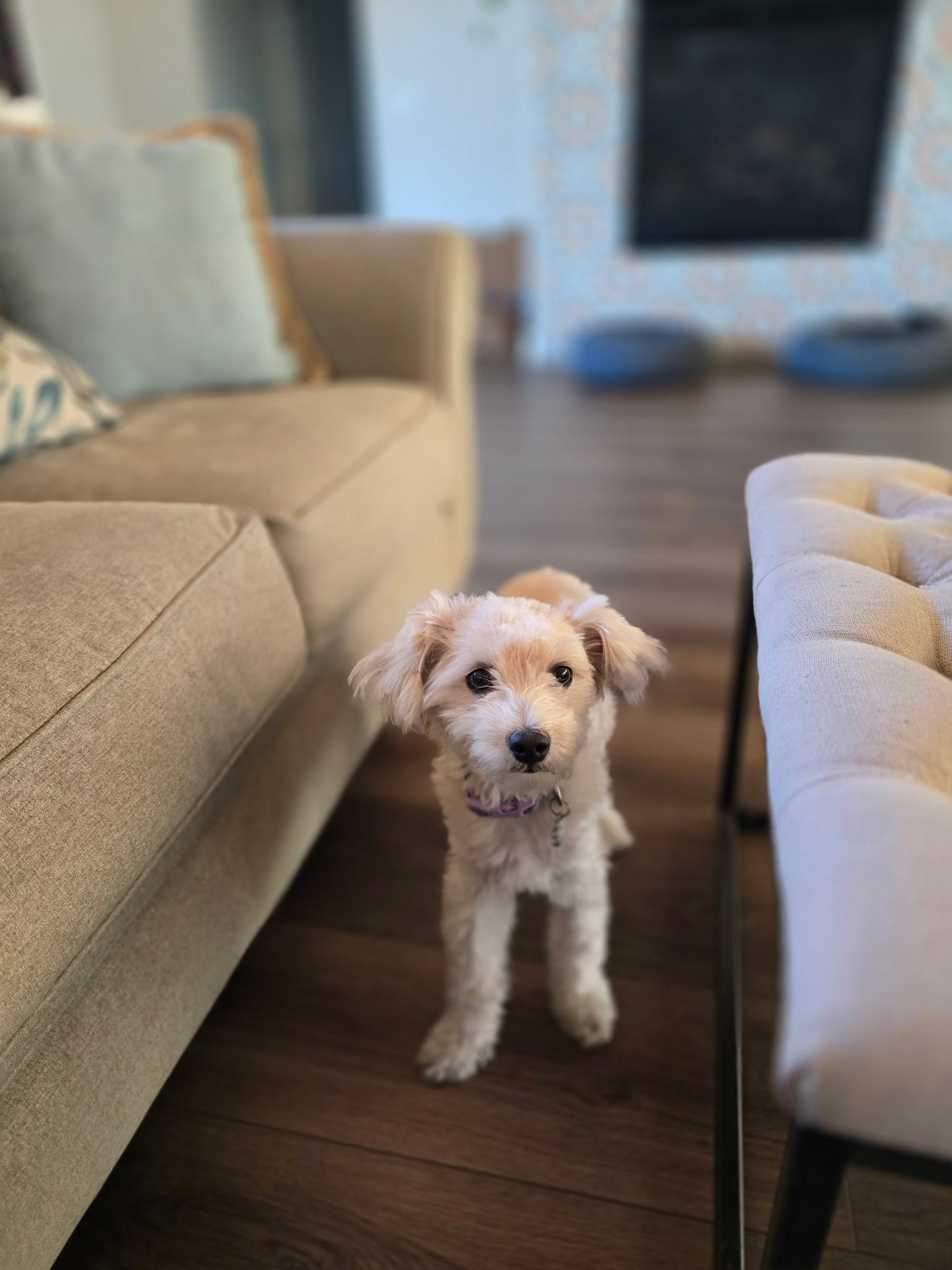 Enlarge Daisy, an adopted Maltipoo in Covina, CA image 2/4