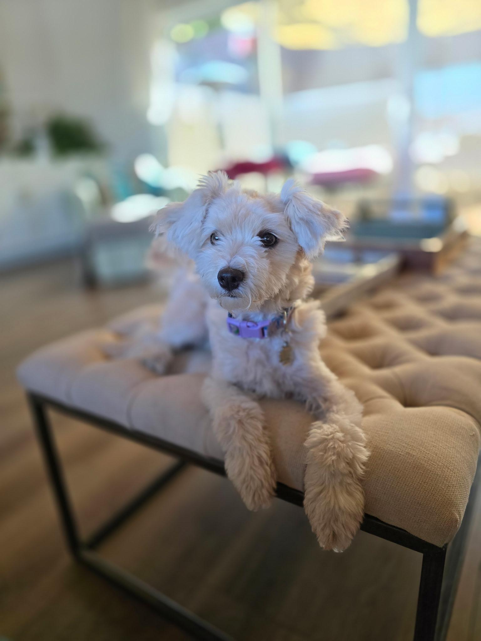 Enlarge Daisy, an adopted Maltipoo in Covina, CA image 4/4