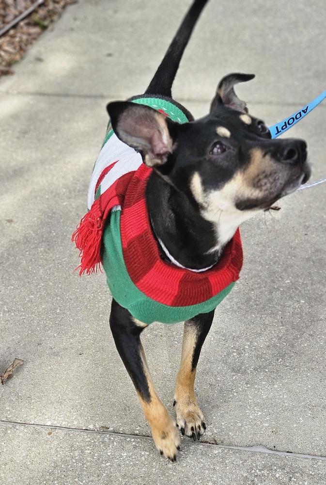 Elvira, Adoptable, Young Female Manchester Terrier.
