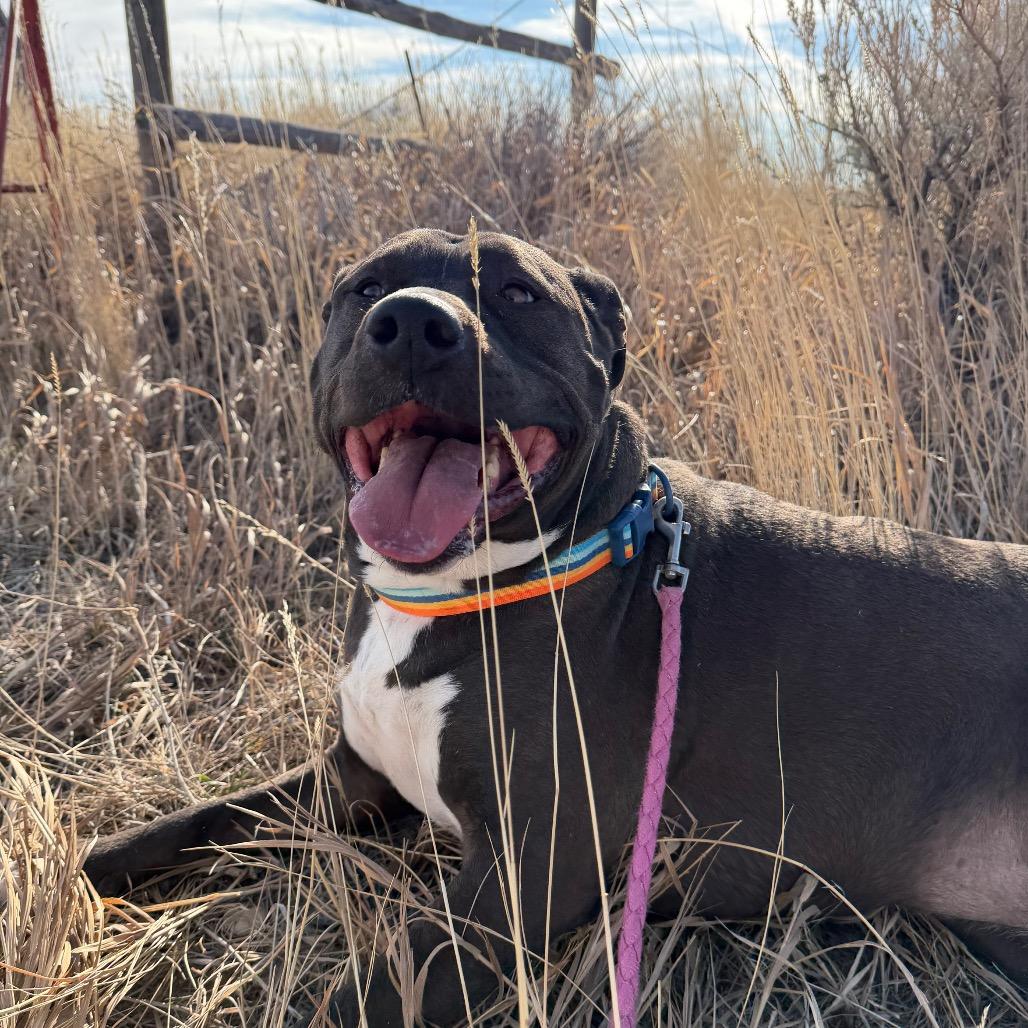 Enlarge Starley, a Adoptable Pit Bull Terrier in Cody, WY image 1/5
