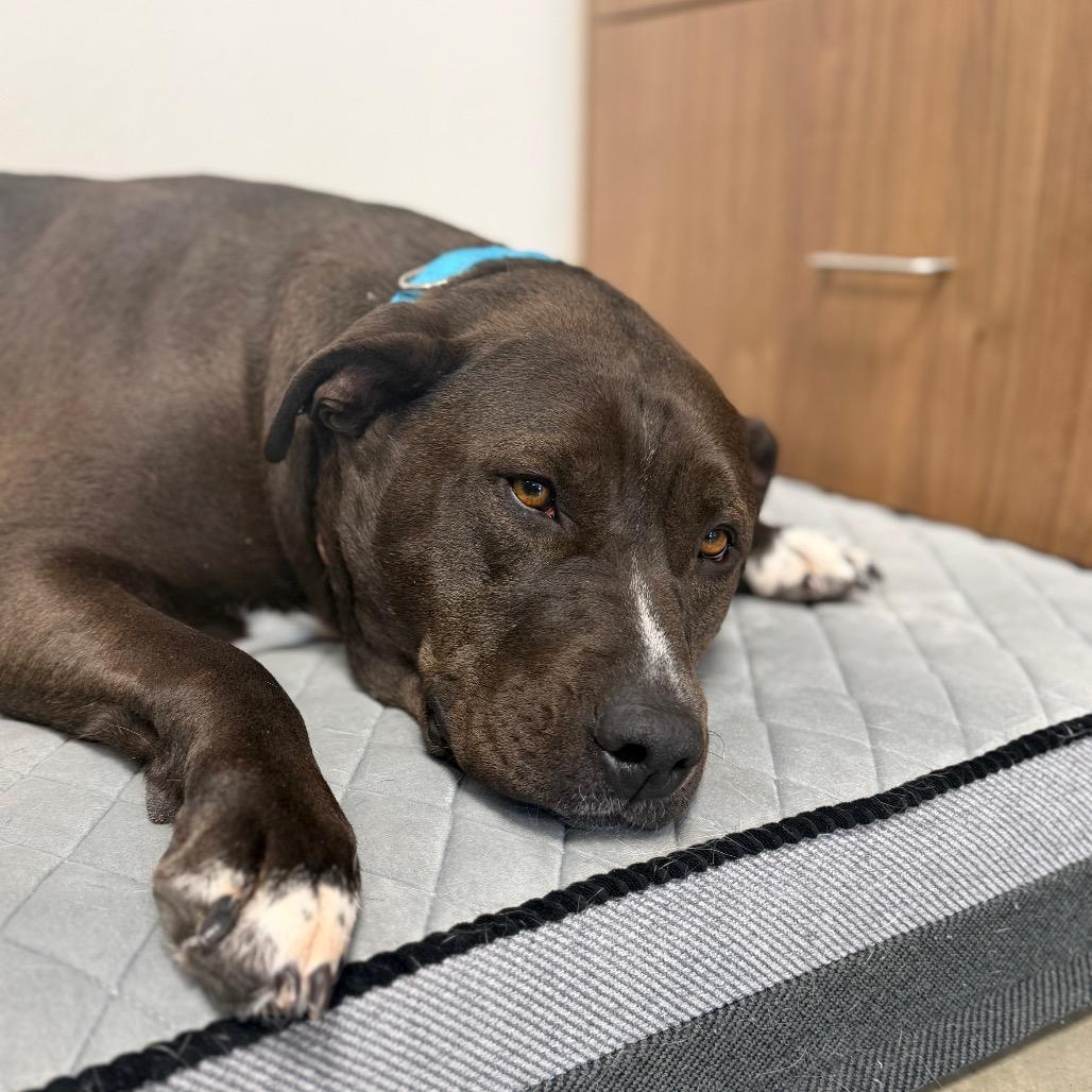 Enlarge Starley, a Adoptable Pit Bull Terrier in Cody, WY image 2/5