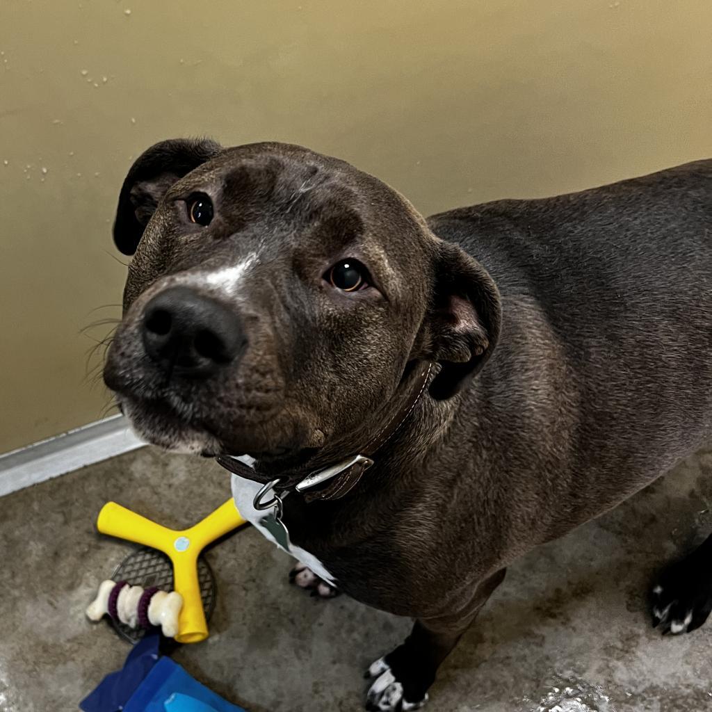 Enlarge Starley, a Adoptable Pit Bull Terrier in Cody, WY image 3/5