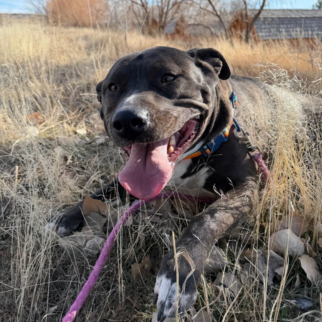 Enlarge Starley, a Adoptable Pit Bull Terrier in Cody, WY image 4/5