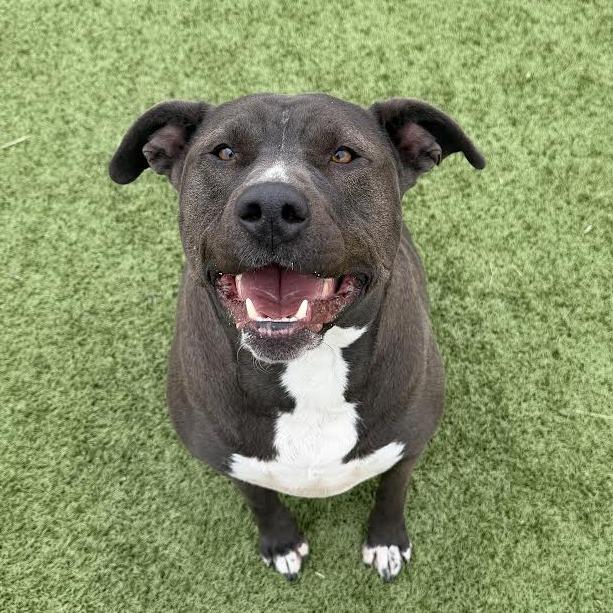 Enlarge Starley, a Adoptable Pit Bull Terrier in Cody, WY image 5/5