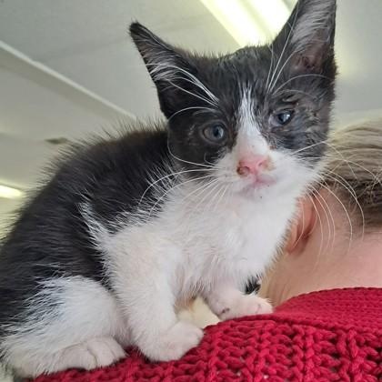 Stella Wilson, Adoptable, Kitten Female Domestic Medium Hair.