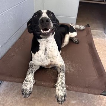 BETH, a ADOPTABLE Mixed Breed in Fernandina Beach, FL image 2/2