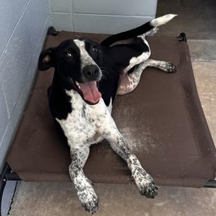 BETH, ADOPTABLE, Puppy Female Mixed Breed.