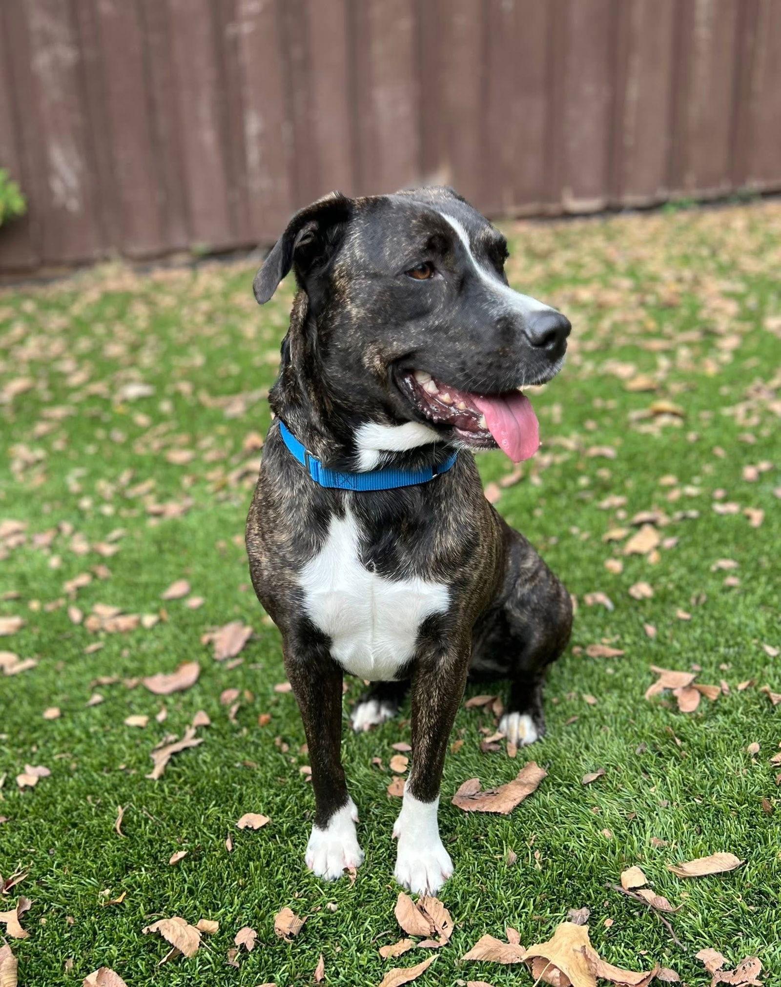 Enlarge Indy, a Adoptable Mixed Breed in Rockwall, TX image 1/3