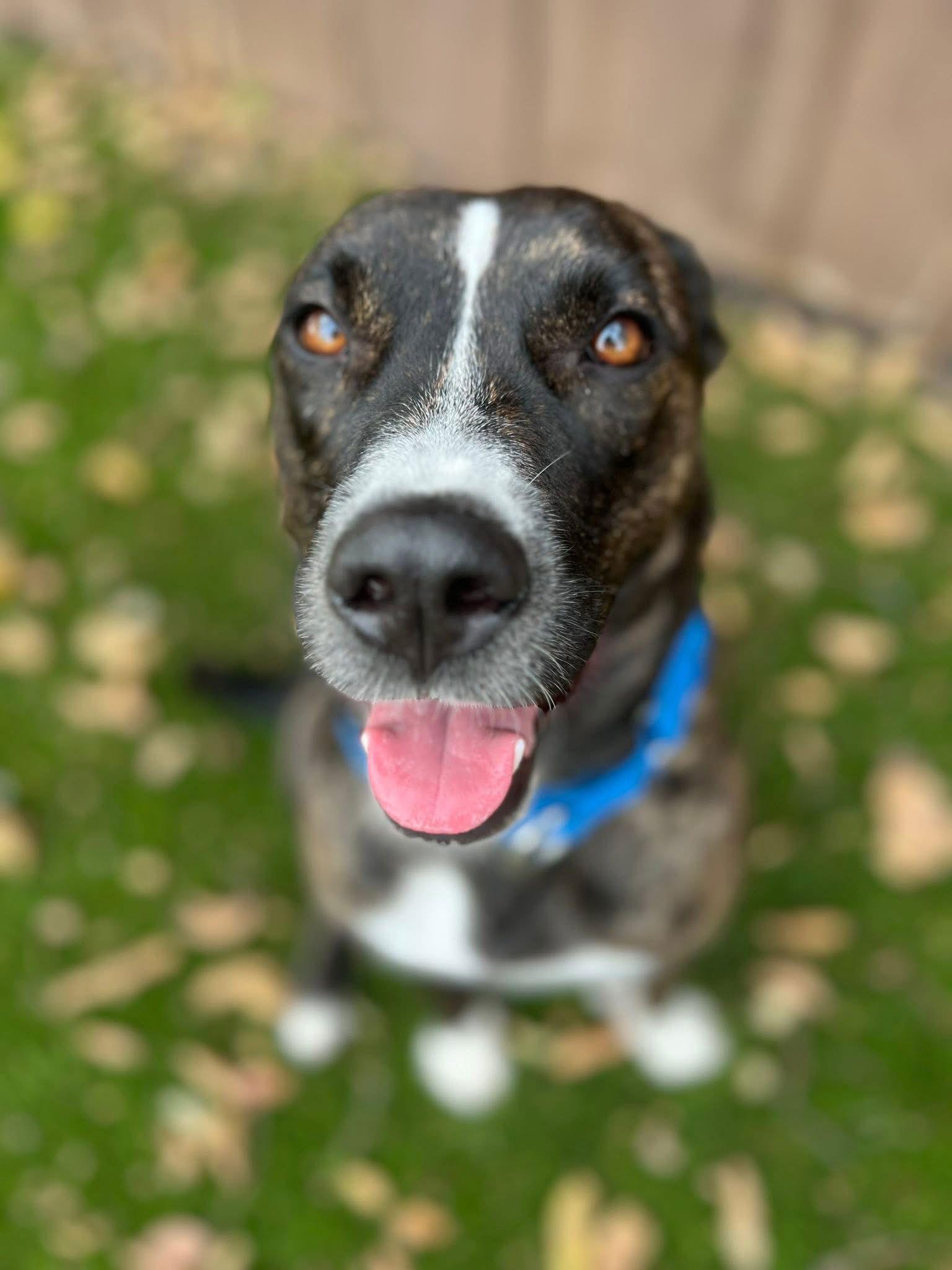 Indy, Adoptable, Adult Female Mixed Breed.