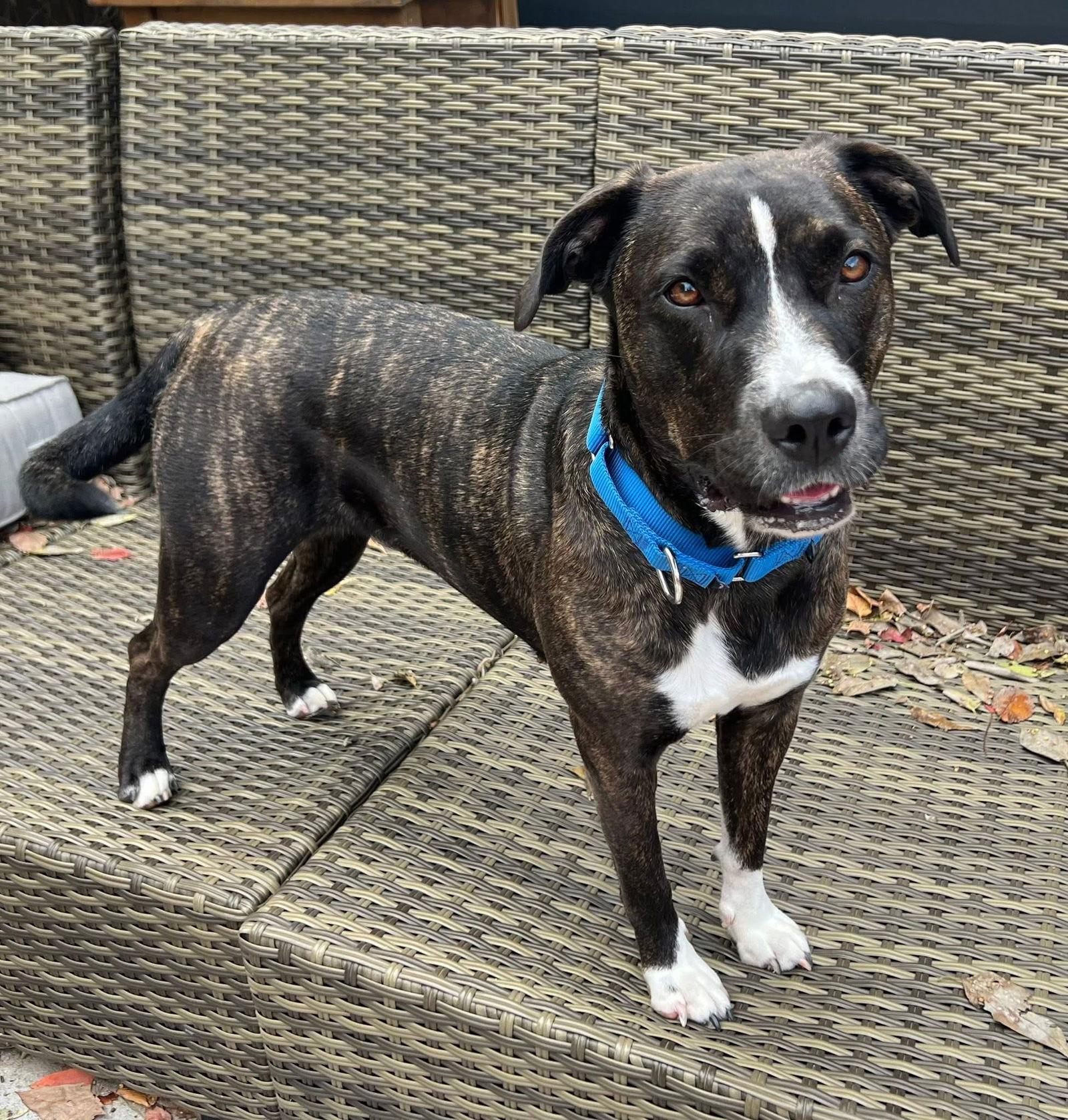 Enlarge Indy, a Adoptable Mixed Breed in Rockwall, TX image 3/3