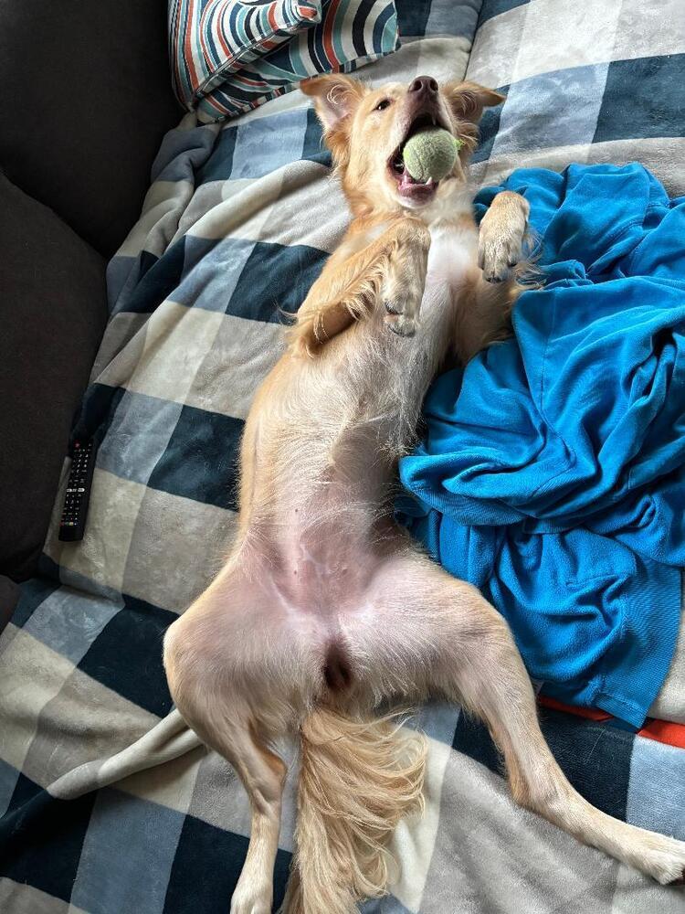 Gemma, Adoptable, Young Female Australian Shepherd & Golden Retriever.