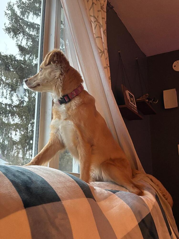 Enlarge Gemma, a Adoptable mixed breed in Willingboro, NJ image 2/4