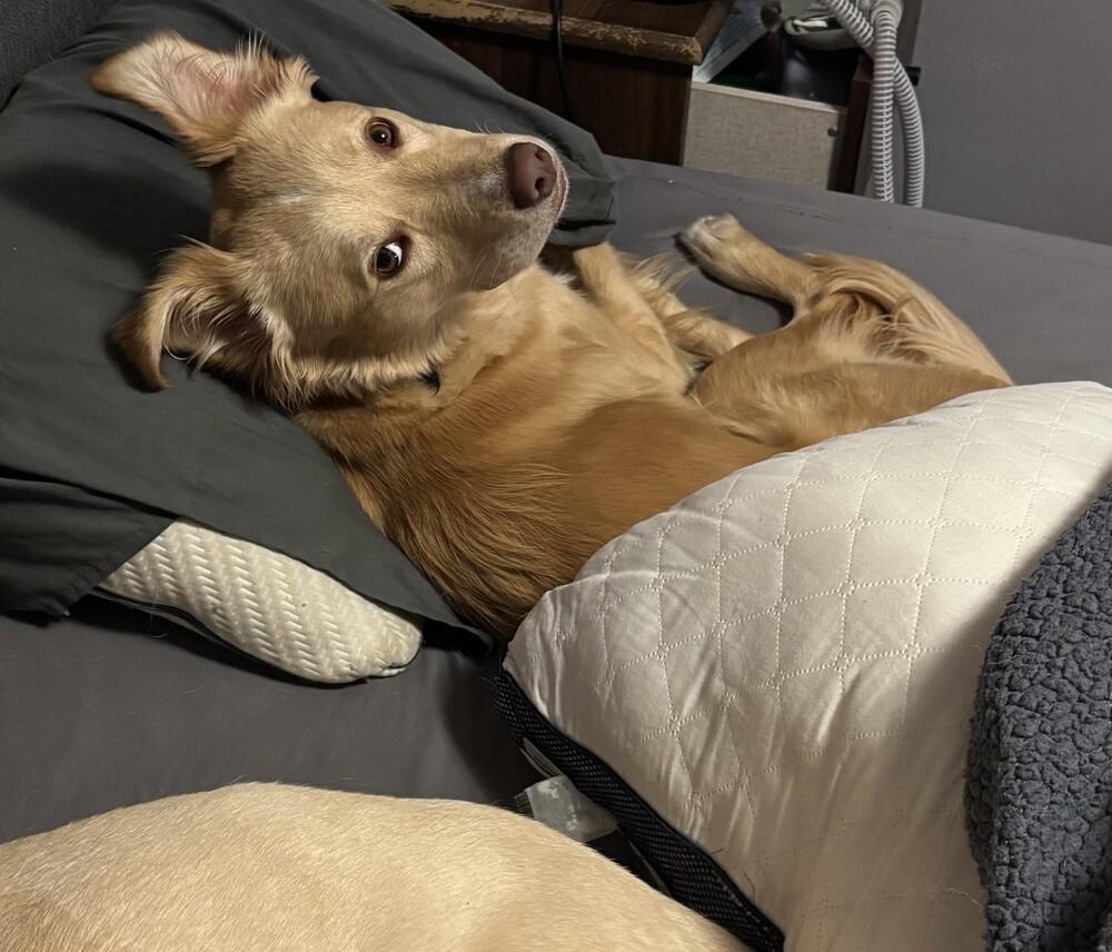 Enlarge Gemma, a Adoptable mixed breed in Willingboro, NJ image 3/4