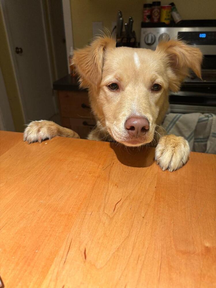 Enlarge Gemma, a Adoptable mixed breed in Willingboro, NJ image 4/4