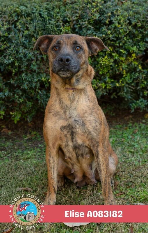Elise, Adoptable, Adult Female Plott Hound.
